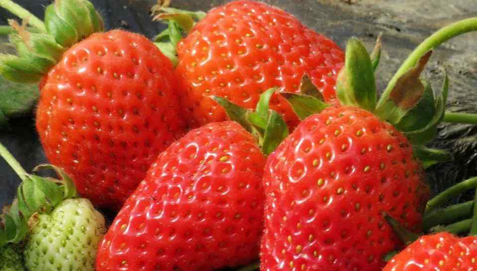 摘草莓 又甜又划算！吐血整理重庆10大摘草莓圣地！约吗？