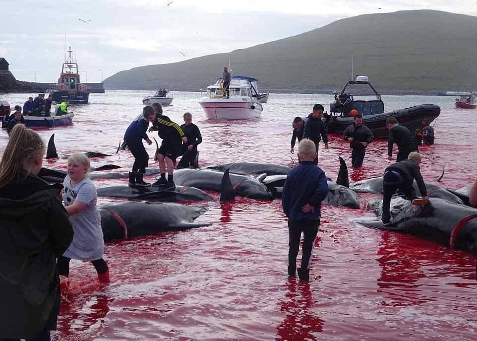 北欧村庄集体屠杀180只鲸鱼