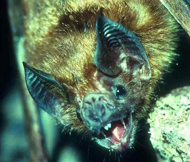 蝙蝠的寿命有多长 只要破解蝙蝠这个秘密，人类活到240岁不是梦！