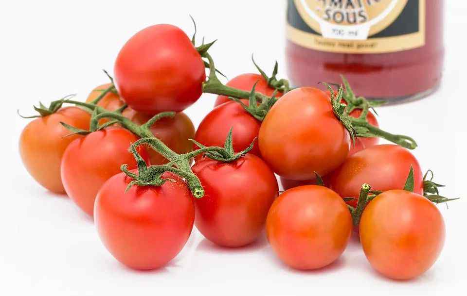 小西红柿热量 大番茄、小番茄，哪个更营养？揭开西红柿的4个真相！