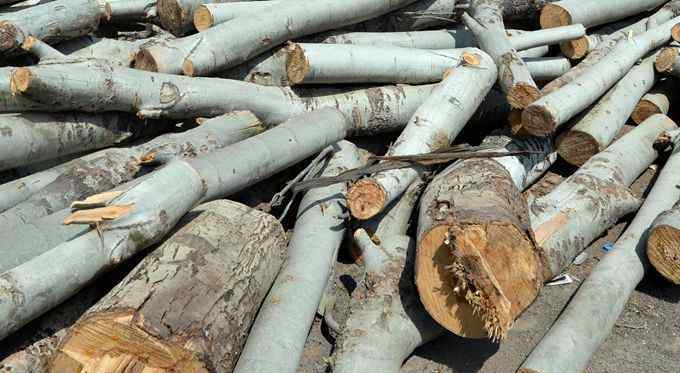 枣庄一农民砍了自己种的700棵树，被判了两年