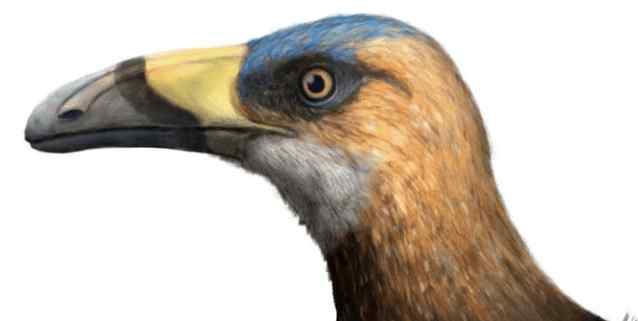 巨嘴鸟科 发现古老的巨嘴鸟般的小鸟