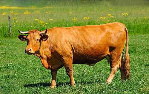 生肖牛的人命运如何 属牛的一生运势和财运