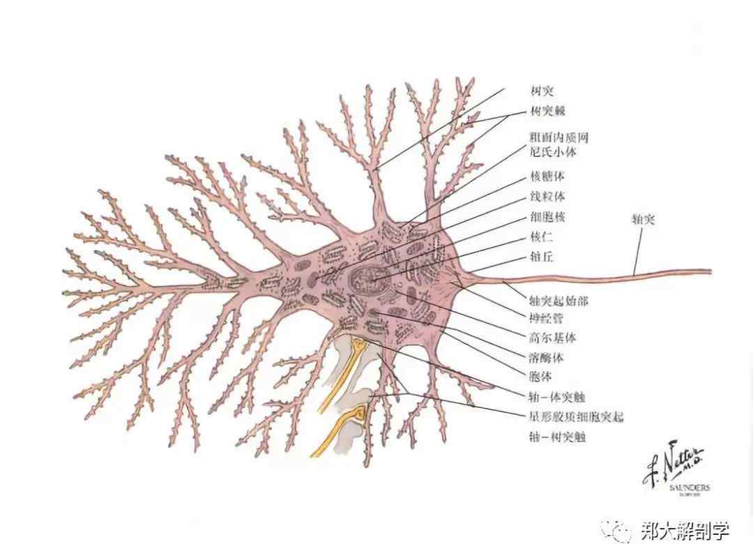 神经元的结构 神经元的结构