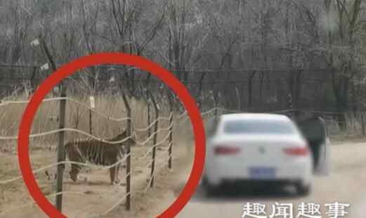 八达岭动物园一女子突然在猛兽区下车 随后一幕让人直冒冷汗
