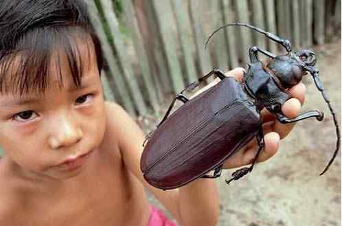 泰坦甲虫 世界上最大的甲虫，泰坦甲虫