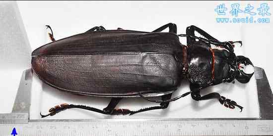 泰坦甲虫 世界上最大的甲虫，泰坦甲虫
