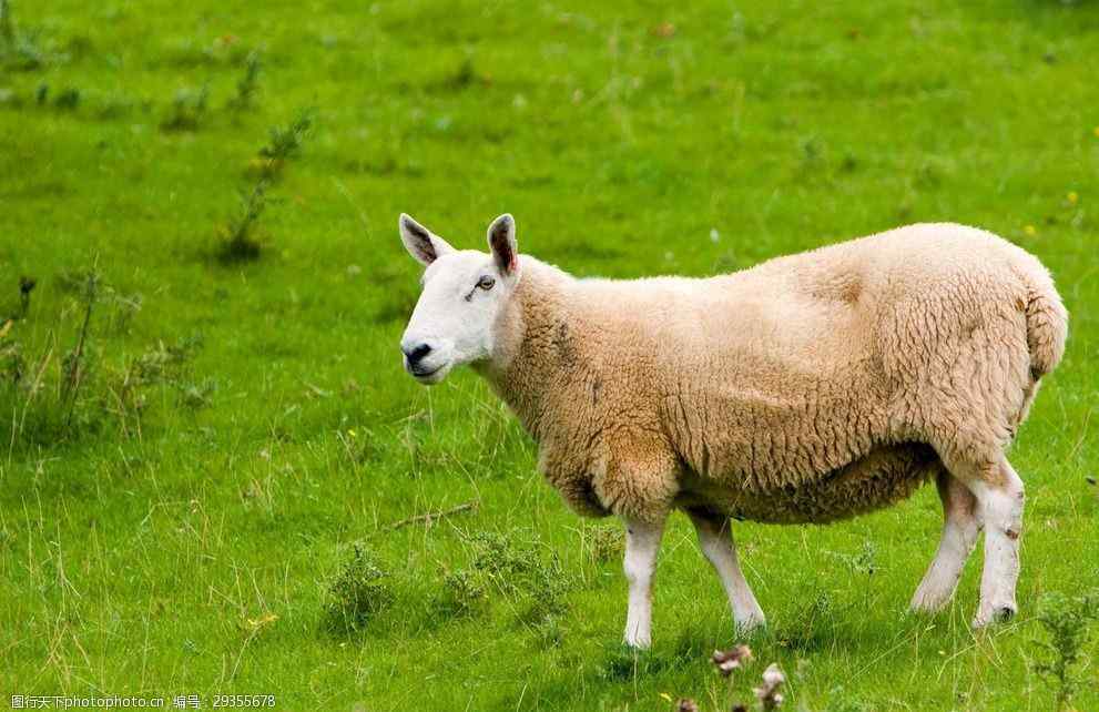 麦玲玲2021年生肖运势属羊 属羊的2021年运势如何