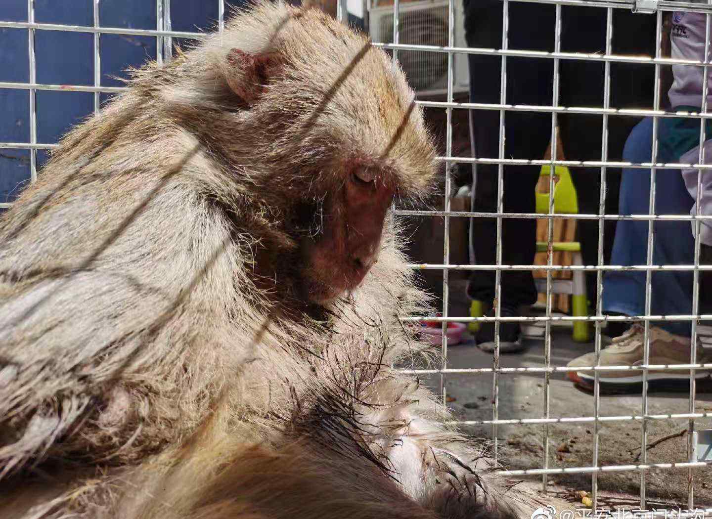 “作恶多年”！一只独臂猕猴被门头沟民警抓获 曾咬伤2人抓伤2人