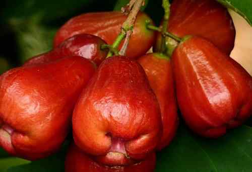 孕妇禁吃十大水果 孕妇可以吃柿子吗
