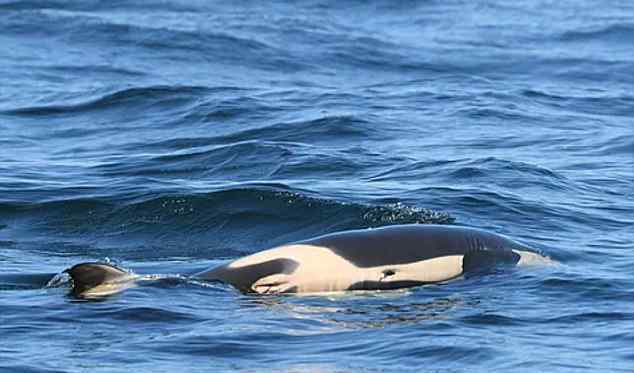 鲸鱼母亲托着死去的孩子游了7天