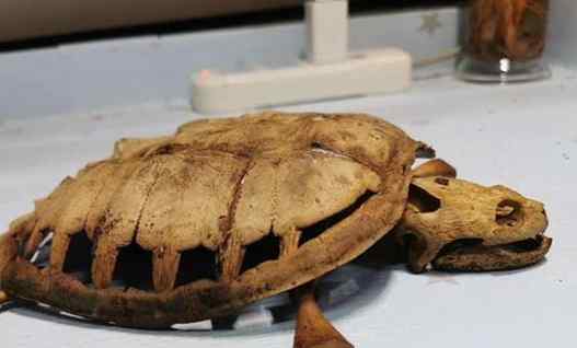 武汉大学生返校发现乌龟变龟壳 背后真相实在让人惊愕