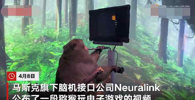 马斯克公布猴子用意念打游戏视频，并称未来人瘫痪也能隔空玩手机