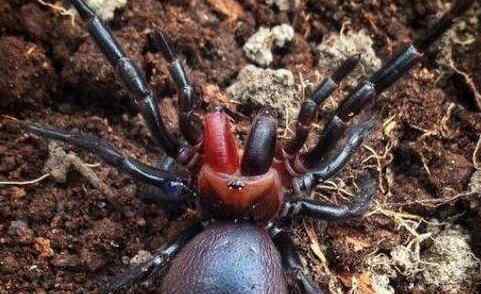 巴西游走蛛 世界上毒性最强的蜘蛛，咬一口直接丧命