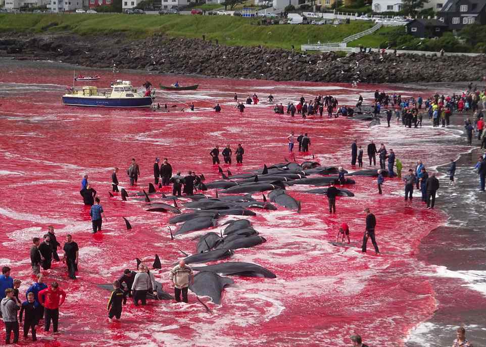 触目惊心渔民捕杀180头鲸鱼，整个海湾都被染红了