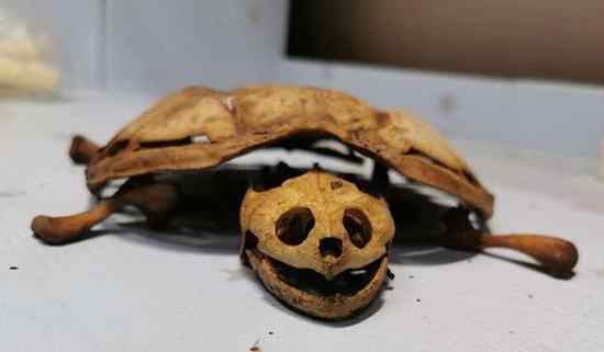 武汉大学生返校发现乌龟变龟壳 背后真相实在让人惊愕