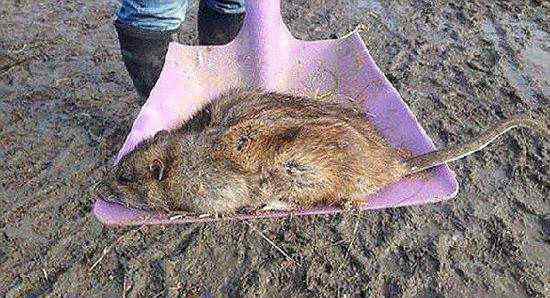前苏联切尔诺贝利大老鼠吃了5个人 核辐射的老鼠到底有多少可怕
