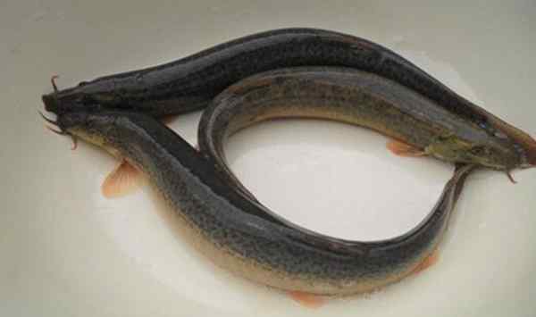 泥鳅是什么类型的动物 泥鳅是雌雄同体的吗