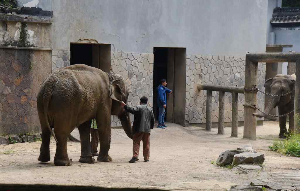 动物园中的大象相亲现场