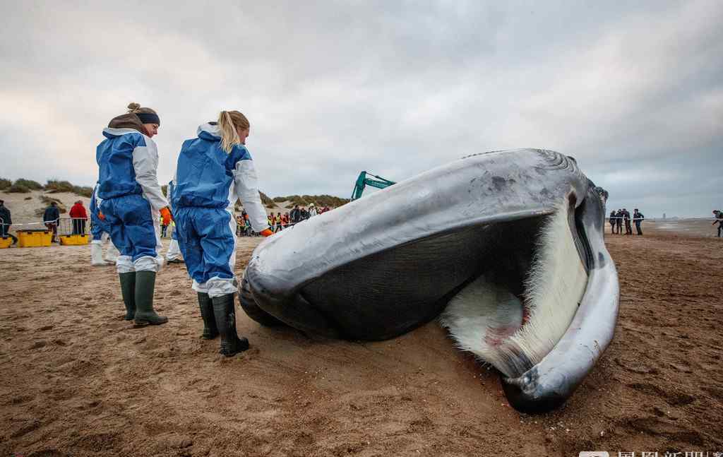 海滩现巨型鲸鱼尸体 被当场解剖
