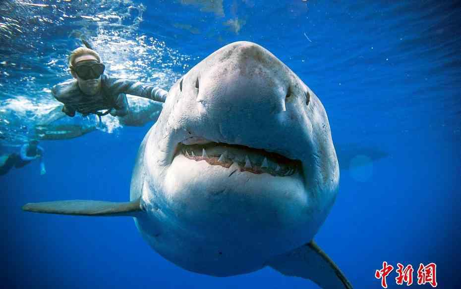 全球最大白鲨现身夏威夷 身长达6米