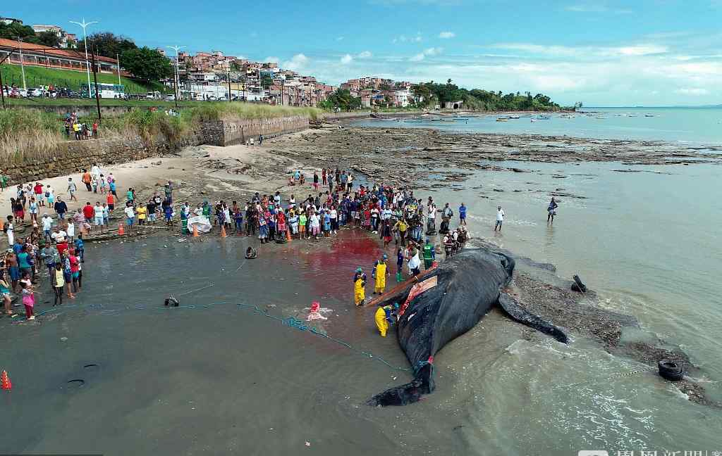 深海搁浅座头鲸图片 座头鲸搁浅死亡原因是什么