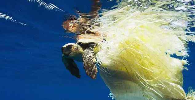 被垃圾塑料缠绕的海龟图片 海洋生物遭受的垃圾灾难