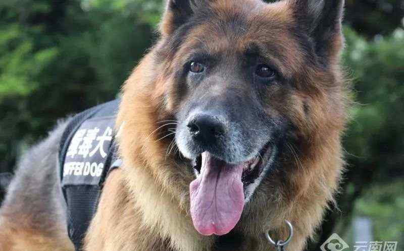 缉毒警犬尔腾：这条缉毒犬去世前曾试图“自杀”