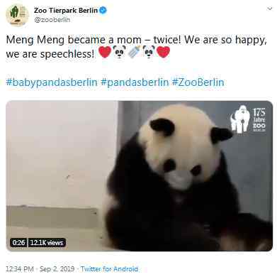 柏林动物园大熊猫“梦梦”产下双胞胎 还没有确定它们的性别