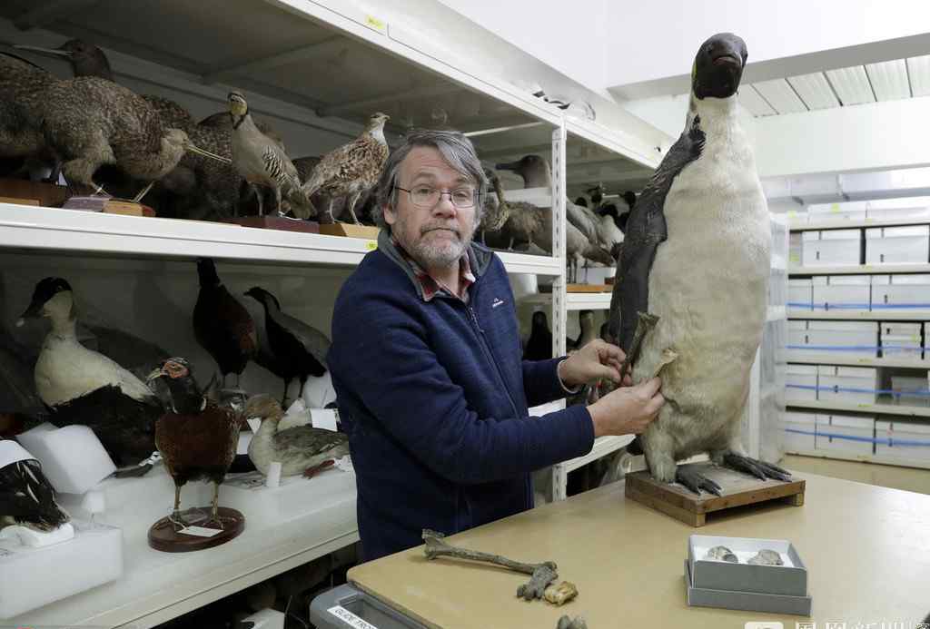 新西兰发现6000万年前企鹅化石 高1.6米