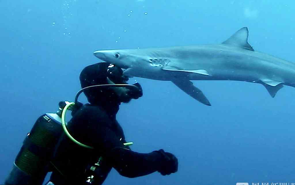 鲨鱼张开血盆大口后画风突变 牙齿下一秒“不小心”掉了出来