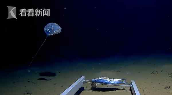印度洋怪异生物：7千米发现深海怪物 形似伞兵还发蓝光