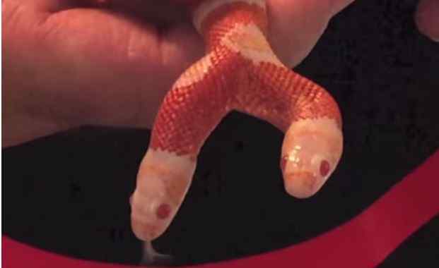 双头蛇真实图片 首尾双头蛇是真存在的吗