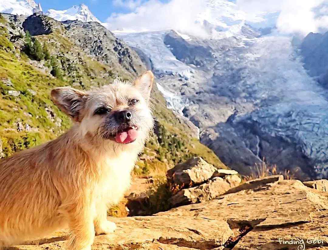 小狗Gobi：一只中国流浪狗的逆袭:征服好莱坞 环游全世界