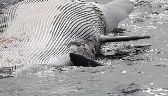 鲨鱼分食死亡长须鲸 凶残捕食场面被拍