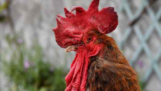 公鸡太吵被告上法庭 16万人替它求情 一只名叫“莫里斯”的公鸡