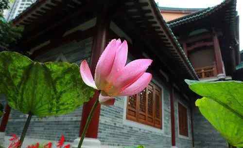 宋朝莲子 震惊！开封出土的宋代古莲子，开出莲花！文章配图