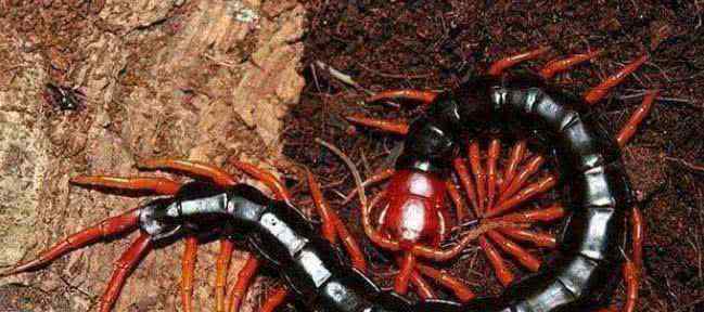 世界上十大最毒蜈蚣排名有哪些：红头蜈蚣、中国红巨龙蜈蚣