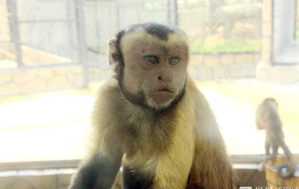 动物园猴子长成＂人脸＂