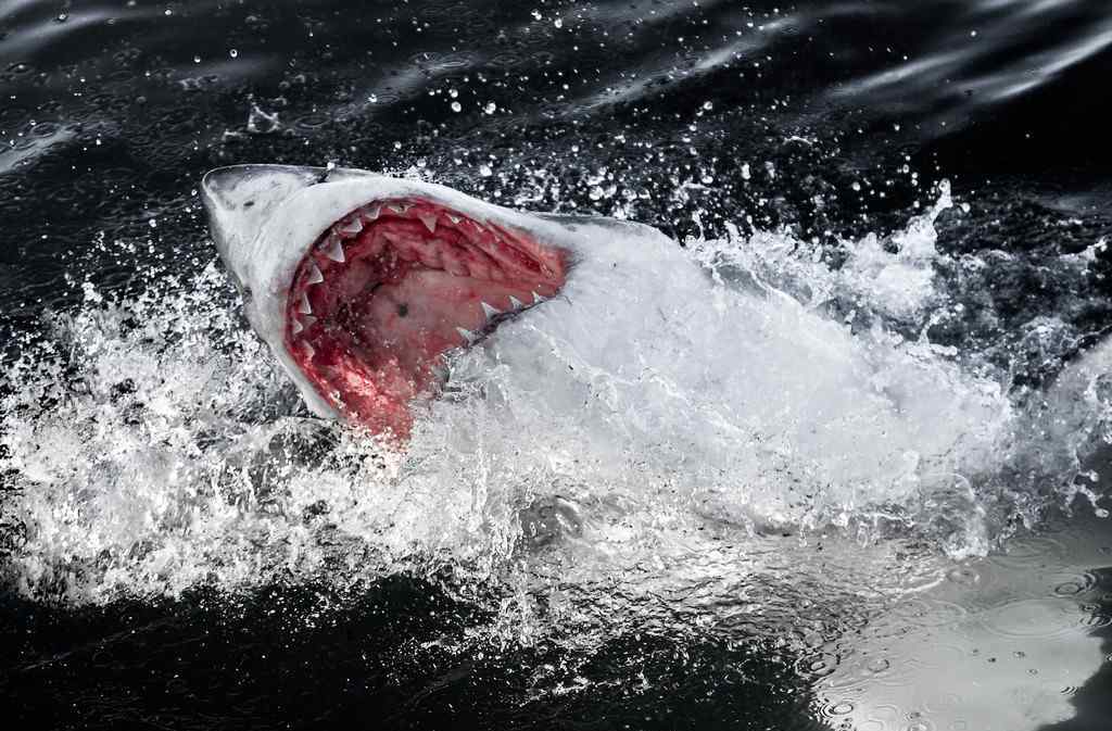 实拍大白鲨捕食猎物瞬间的恐怖场面 虎鲸怎么捕食大白鲨呢