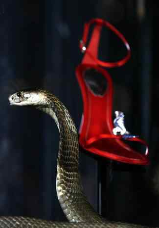 英国百货公司“动用”埃及眼镜蛇保护金贵钻石凉鞋