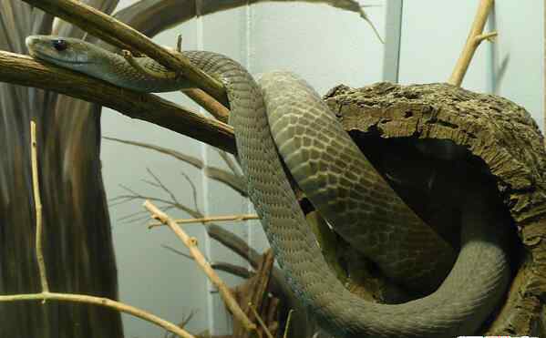 世界上最毒的蛇黑曼巴 移动速度最快的毒蛇