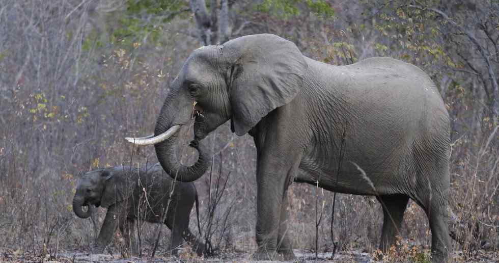 罗恩·汤姆森：津巴布韦男子杀5000多头大象不悔改