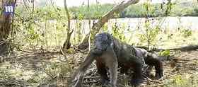 生吞一只猴子巨型蜥蜴有多可怕科莫多巨蜥吃人事件