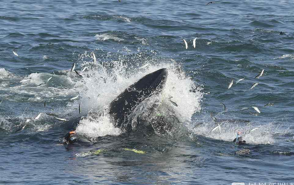 南非一潜水员被鲸鱼吞进嘴里 又把他吐了出来