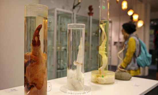 世界上唯一的阴茎博物馆 收藏了各种哺乳动物阴茎和阳具