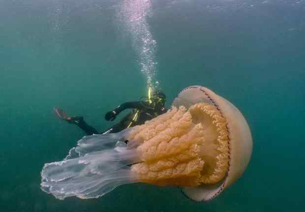 潜水员发现巨型桶水母 和人一样大