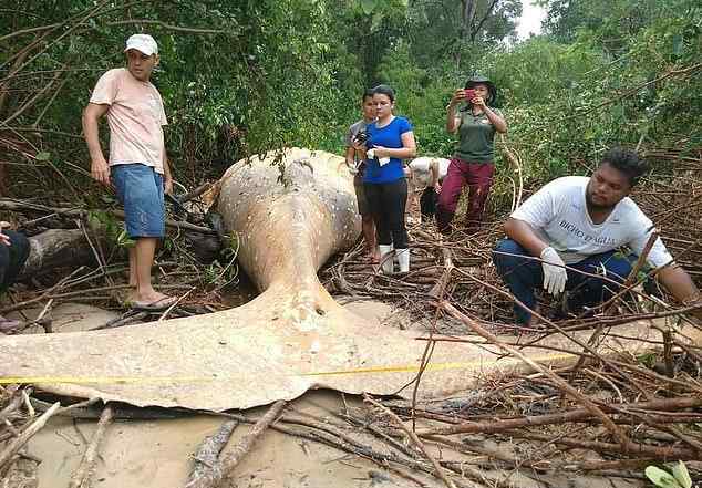 亚马逊丛林现10吨重鲸鱼尸体