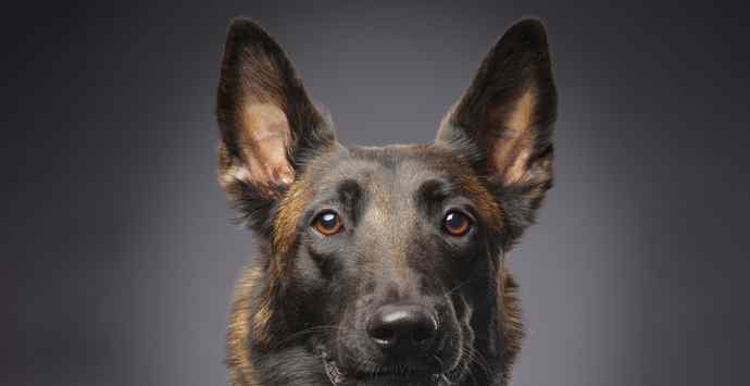 缉毒警犬尔腾：这条缉毒犬去世前曾试图“自杀”