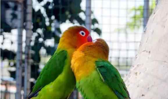 世界上最痴情的动物有哪些：全球10大最痴情的鸟类